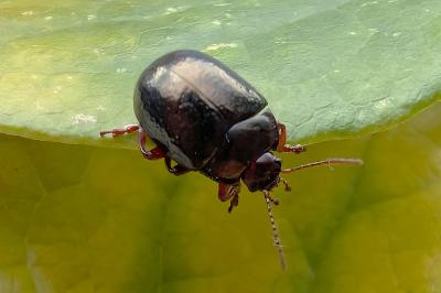 <i>Chrysolina bankii</i>