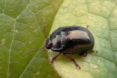 <i>Chrysolina bankii</i>