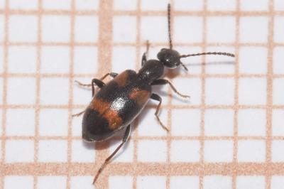 <i>Anthicus laeviceps</i>