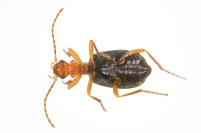<i>Brachinus explodens</i>