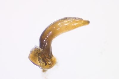 <i>Brachinus explodens</i>