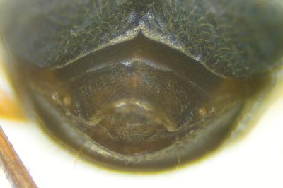 <i>Brachinus explodens</i>