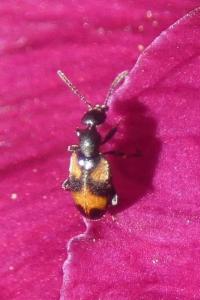 <i>Anthicus antherinus</i>