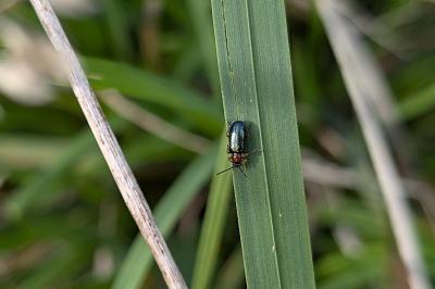 <i>Oulema melanopus/duftschmidi</i>