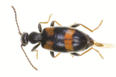 <i>Anthicus laeviceps</i>