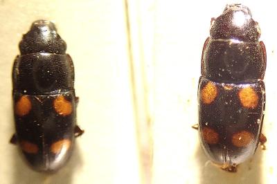 <i>Glischrochilus quadripunctatus</i>