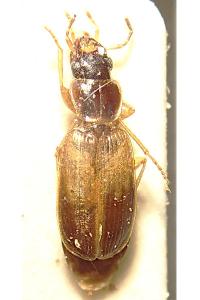 <i>Badister sodalis</i>