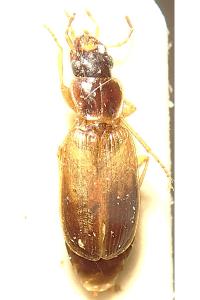 <i>Badister sodalis</i>