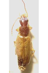 <i>Paradromius linearis</i>