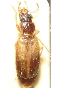 <i>Paradromius linearis</i>