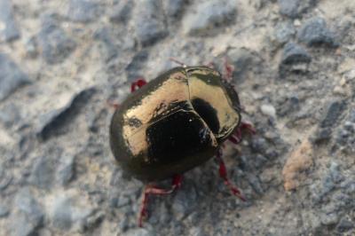 <i>Chrysolina bankii</i>