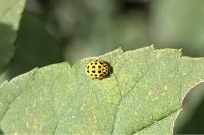 <i>Psyllobora vigintiduopunctata</i>
