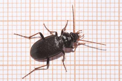 <i>Nebria brevicollis</i>