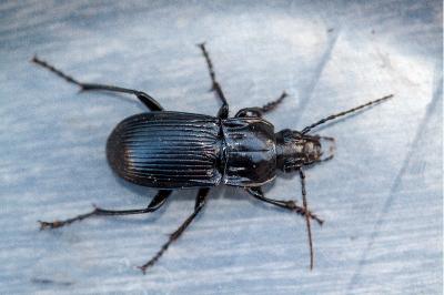 <i>Abax parallelepipedus</i>