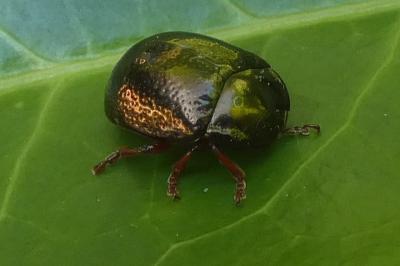 <i>Chrysolina bankii</i>