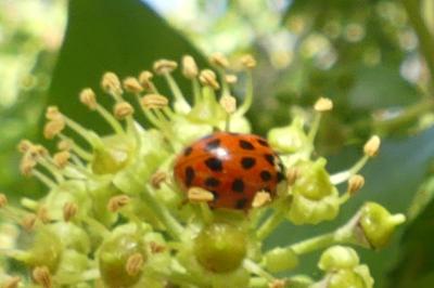 <i>Harmonia axyridis</i>