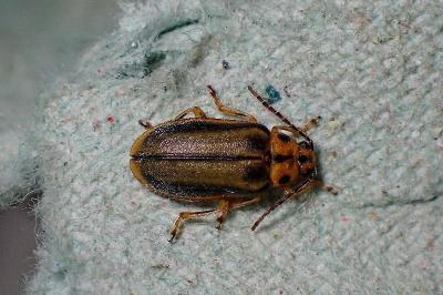 <i>Xanthogaleruca luteola</i>