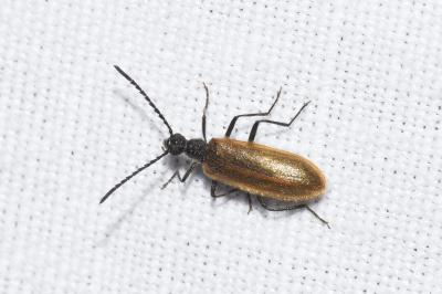 <i>Lagria hirta</i>