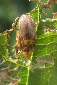 <i>Pyrrhalta viburni</i>