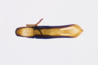 <i>Longitarsus</i>