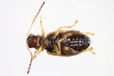 <i>Longitarsus</i>