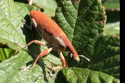 <i>Lixus pulverulentus</i>