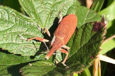 <i>Lixus pulverulentus</i>
