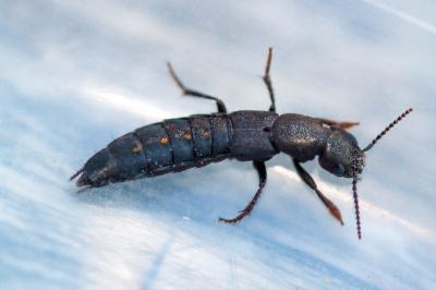 <i>Ocypus aethiops</i>