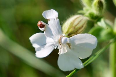 <i>Subcoccinella vigintiquatuorpunctata</i>