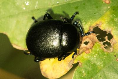 <i>Timarcha goettingensis</i>