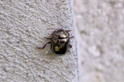 <i>Chrysolina bankii</i>