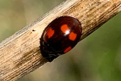 <i>Exochomus quadripustulatus</i>