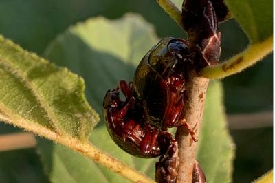 <i>Chrysolina bankii</i>