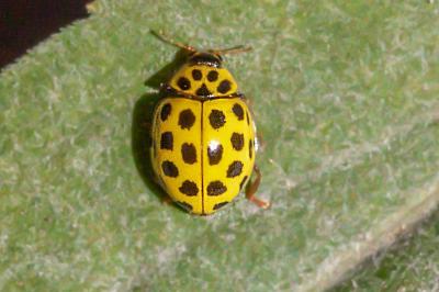 <i>Psyllobora vigintiduopunctata</i>
