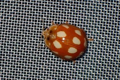 <i>Calvia decemguttata</i>