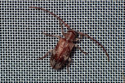 <i>Exocentrus adspersus</i>