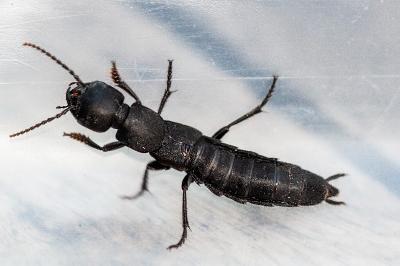 <i>Ocypus</i>
