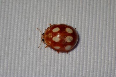 <i>Calvia decemguttata</i>