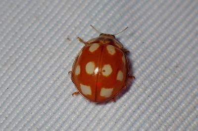 <i>Calvia decemguttata</i>