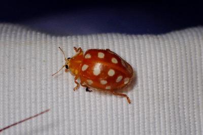 <i>Halyzia sedecimguttata</i>