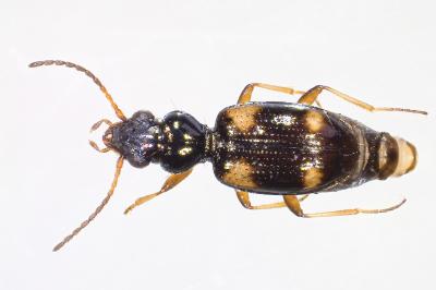 <i>Bembidion quadrimaculatum</i>