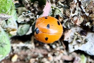 <i>Coccinella septempunctata</i>