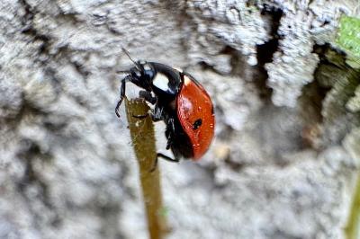 <i>Coccinella septempunctata</i>