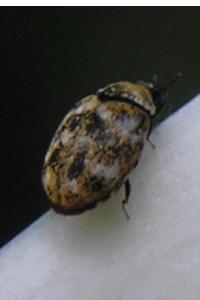 <i>Anthrenus</i>