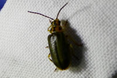 <i>Xanthogaleruca luteola</i>