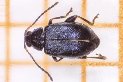 <i>Phyllotreta atra</i>