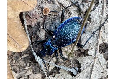 <i>Carabus intricatus</i>