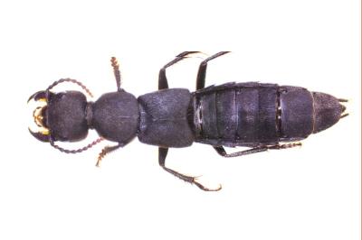 <i>Ocypus olens</i>