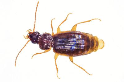 <i>Trechus obtusus</i>