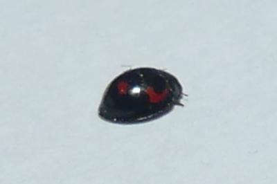 <i>Exochomus quadripustulatus</i>